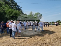 Кубрат - Ден на пшеницата