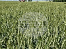 Кубрат - Ден на пшеницата