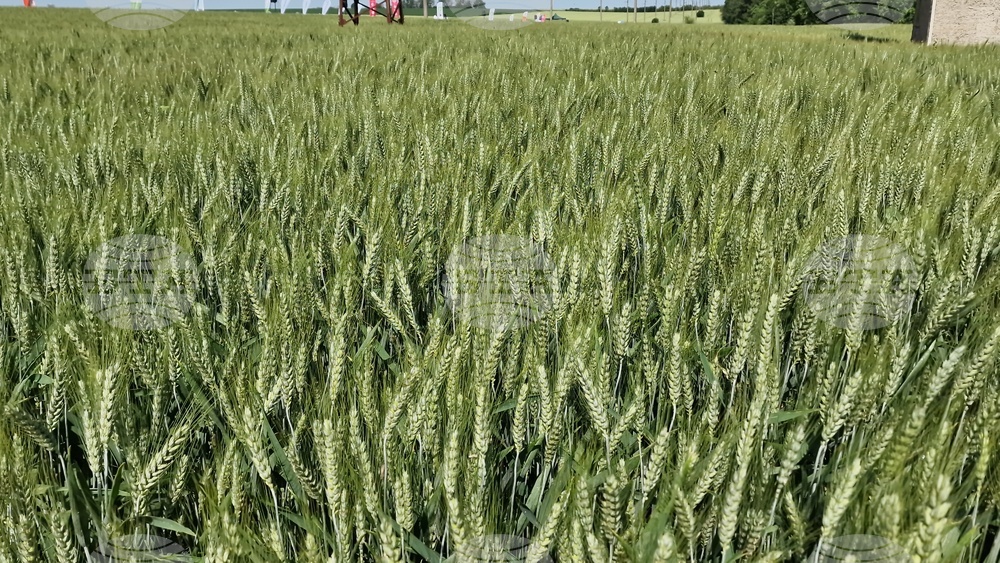 Кубрат - Ден на пшеницата