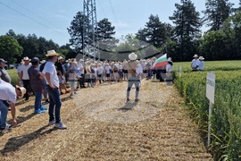 Кубрат - Ден на пшеницата