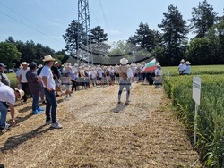 Кубрат - Ден на пшеницата