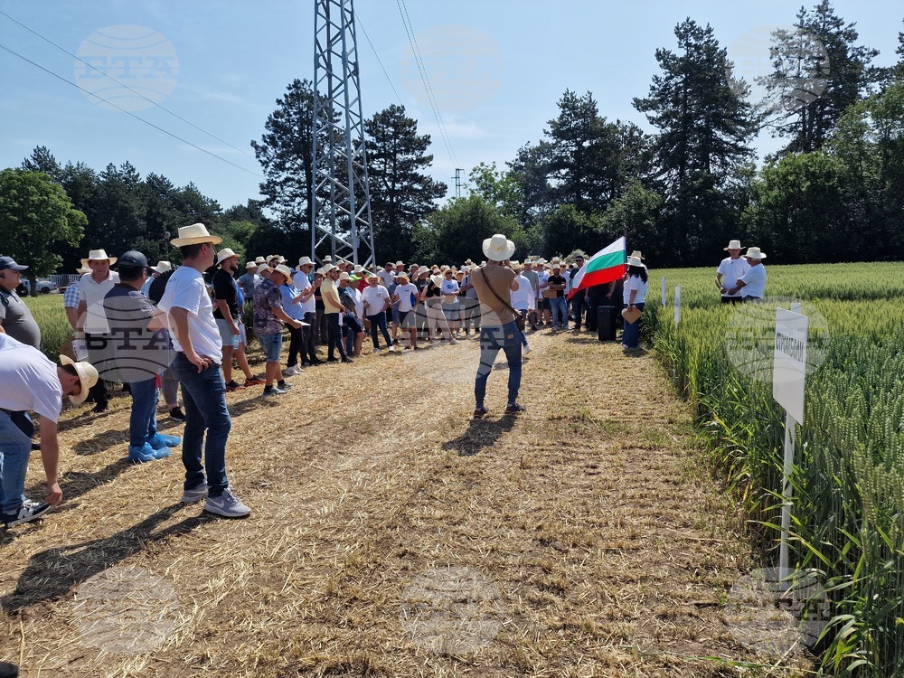 Кубрат - Ден на пшеницата