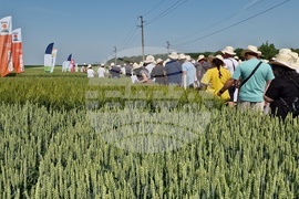 Кубрат - Ден на пшеницата