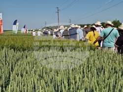 Кубрат - Ден на пшеницата