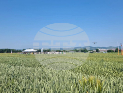 Стара Загора - представяне иновативни сортове житни култури