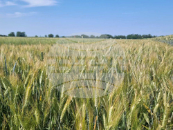 Стара Загора - представяне иновативни сортове житни култури