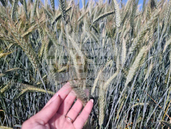 Стара Загора - представяне иновативни сортове житни култури