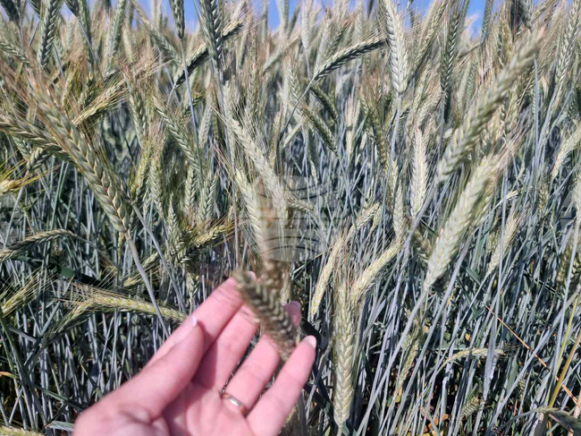 Приключи Kампания 2025 за директни плащания, съобщи земеделското министерство