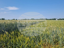 Стара Загора - представяне иновативни сортове житни култури