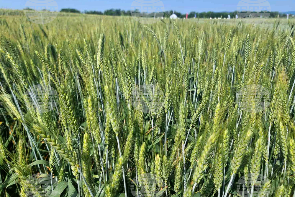 Crop of the Future: Triticale Shows More Resilience and Wider Applicability than Wheat