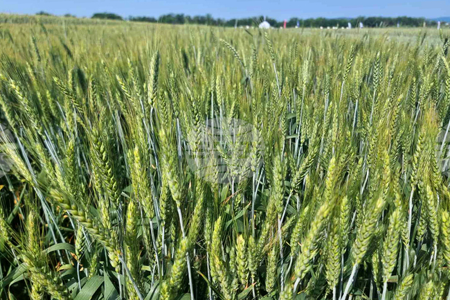 Crop of the Future: Triticale Shows More Resilience and Wider Applicability than Wheat