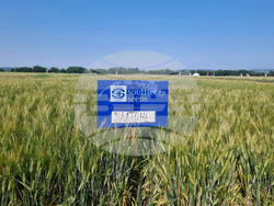 Стара Загора - представяне иновативни сортове житни култури