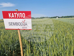 Стара Загора - представяне иновативни сортове житни култури