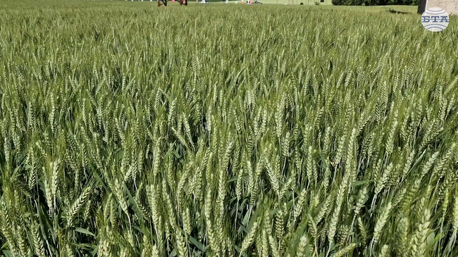 Иновации и над 60 сорта бяха представени на полето по време на Деня на пшеницата в Кубрат