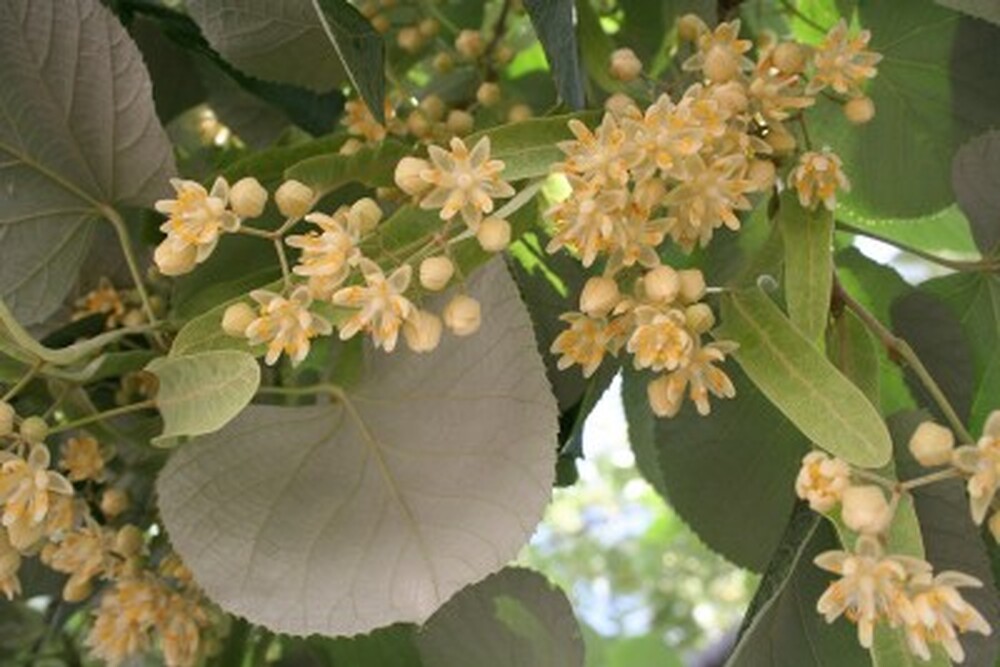 Забранява се чупенето на клони, брането и събирането на липов цвят от дървета, улици и тротоари в Стара Загора