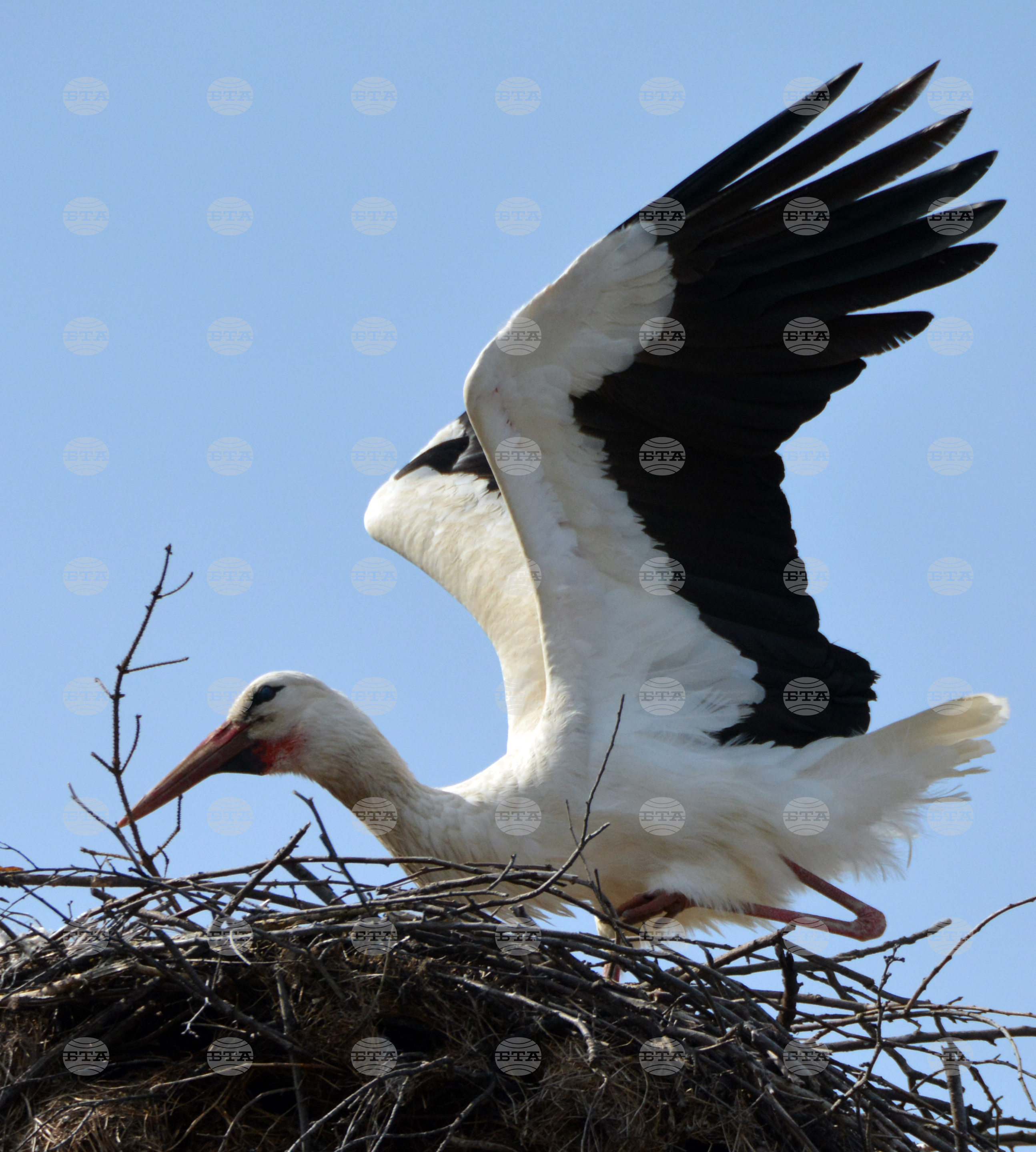 Село Конуш - първи щъркели