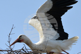 Село Конуш - първи щъркели