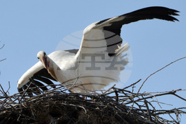 Село Конуш - първи щъркели