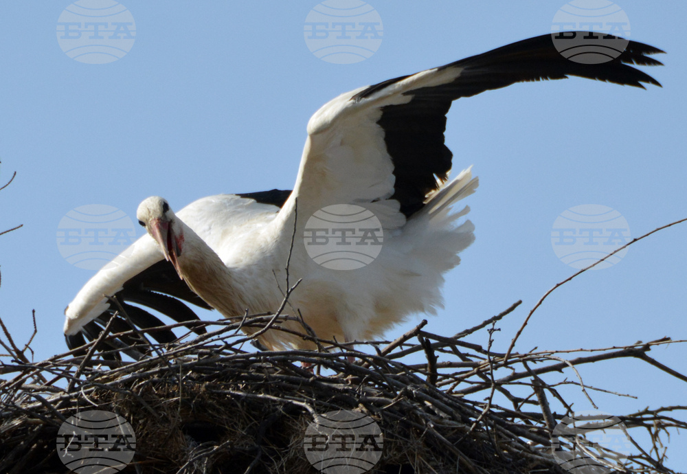 Село Конуш - първи щъркели