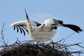 Село Конуш - първи щъркели