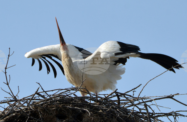 Село Конуш - първи щъркели