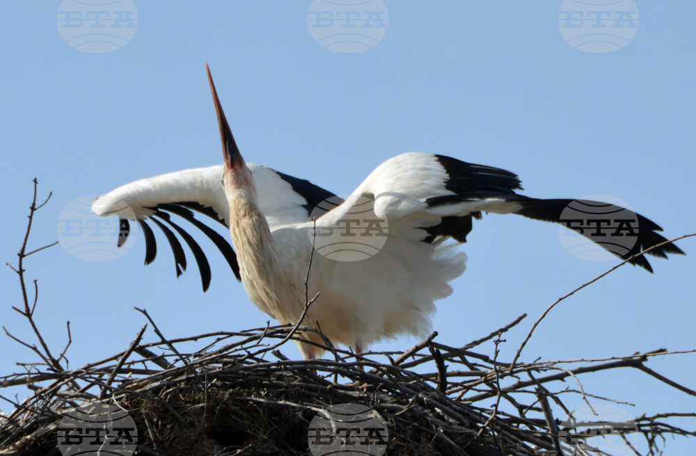 Село Конуш - първи щъркели