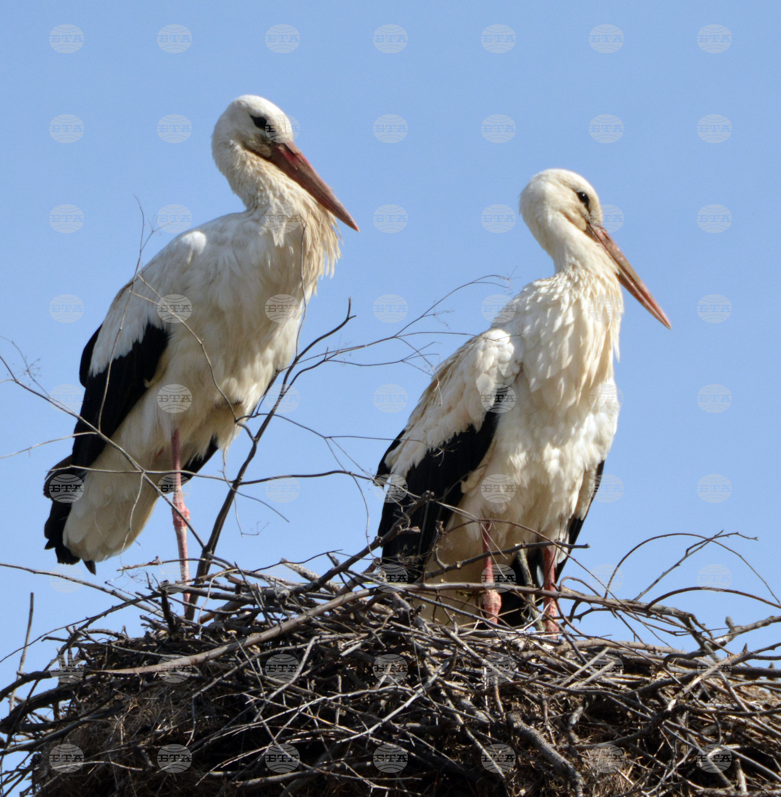 Село Конуш - първи щъркели