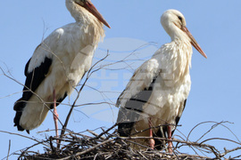 Село Конуш - първи щъркели