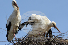 Село Конуш - първи щъркели