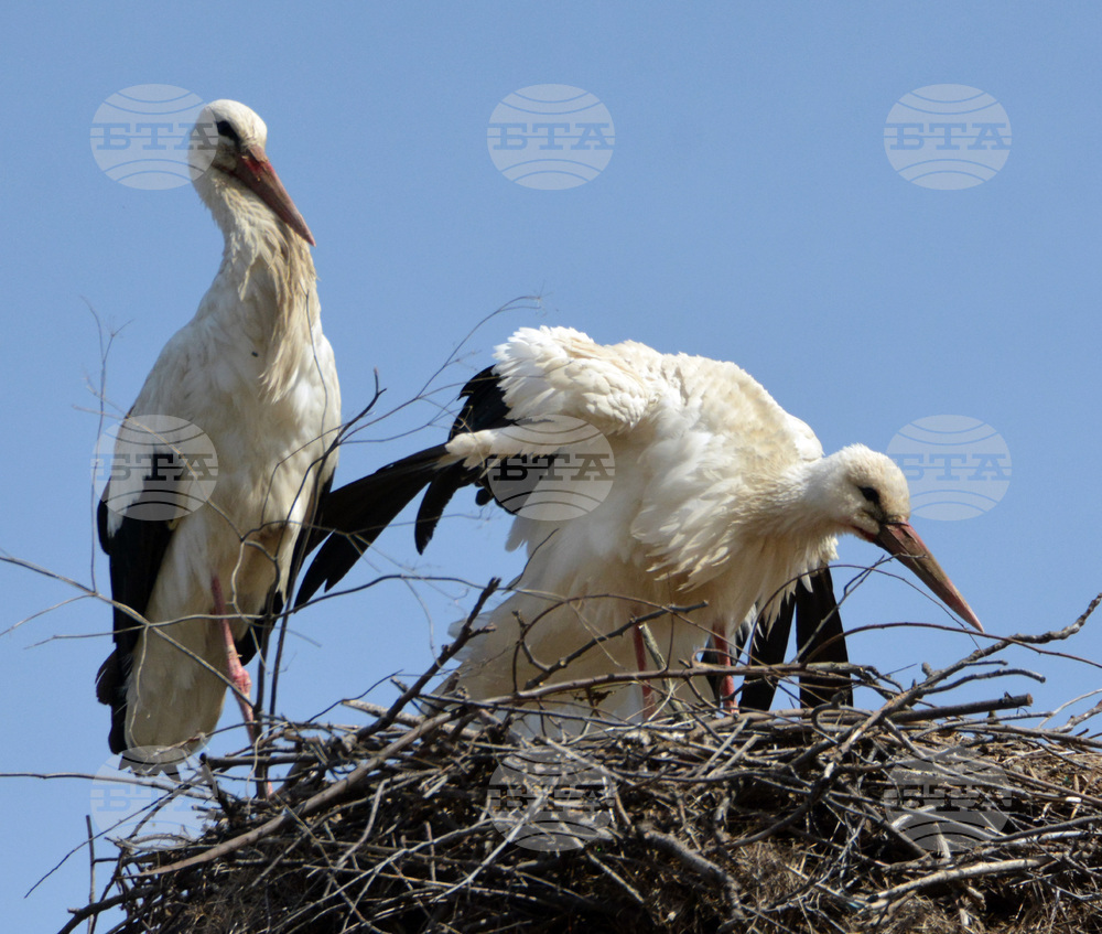 Село Конуш - първи щъркели