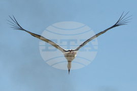 Село Конуш - първи щъркели