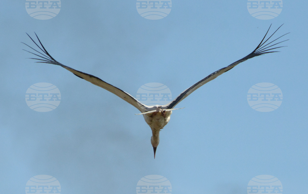 Село Конуш - първи щъркели