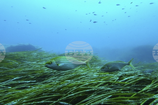 Учени откриха микроб с необичайно малък геном, който може да еволюира във вирус