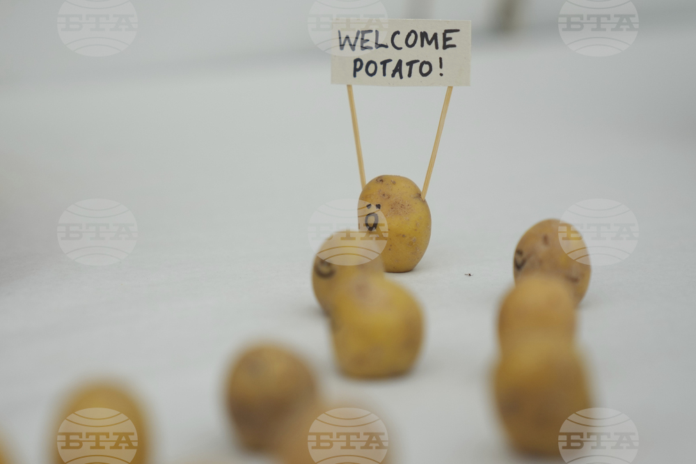 Britain Vegetable Sculpture