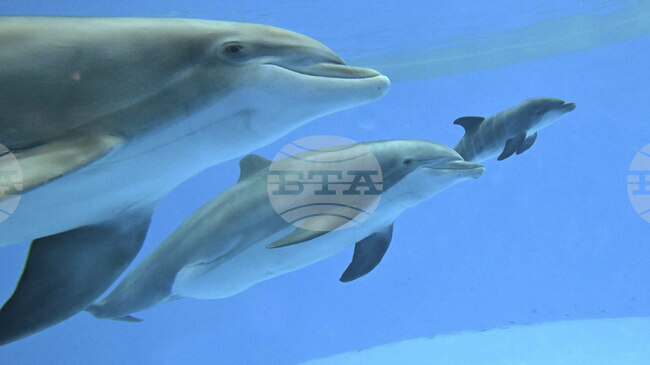 Приятелствата между делфините действат като естествен серум против стареене, показва изследване