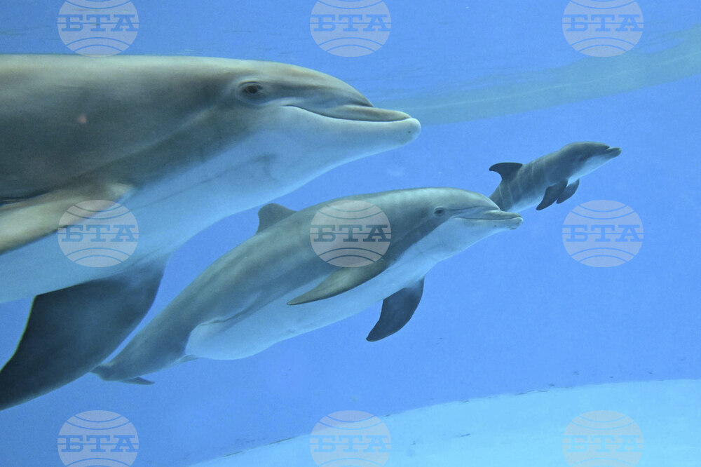 Приятелствата между делфините действат като естествен серум против стареене, показва изследване