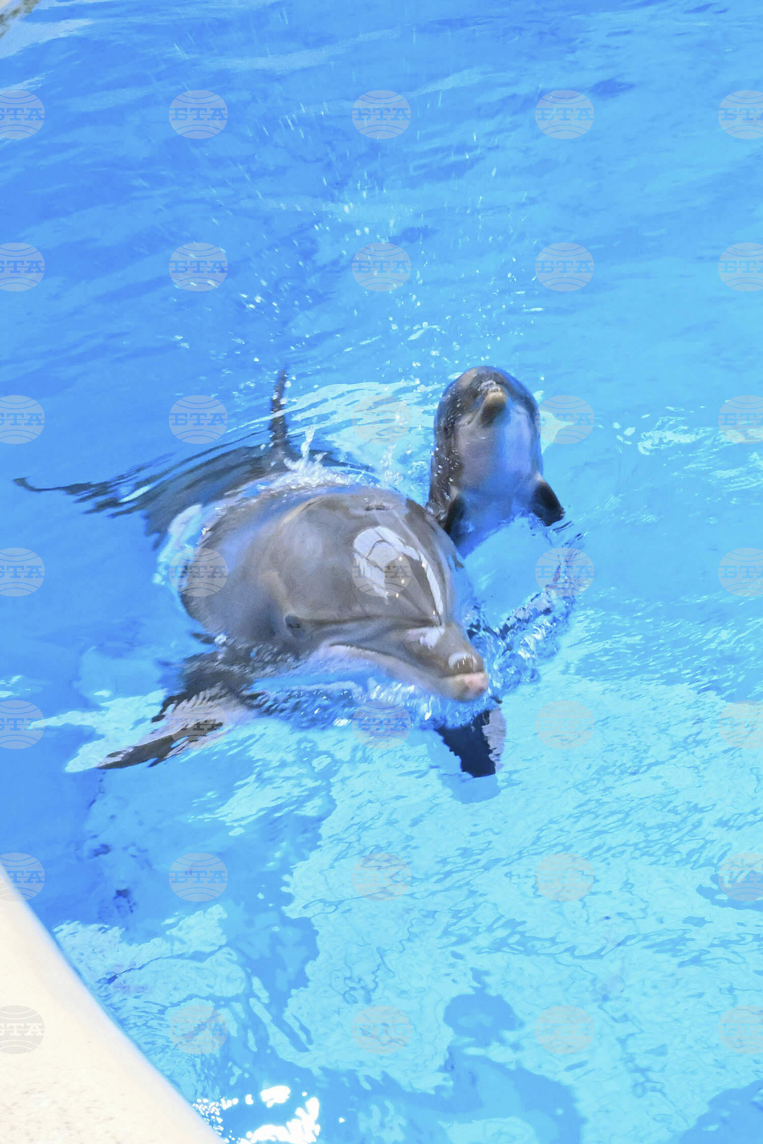 Dolphin Calf Birth