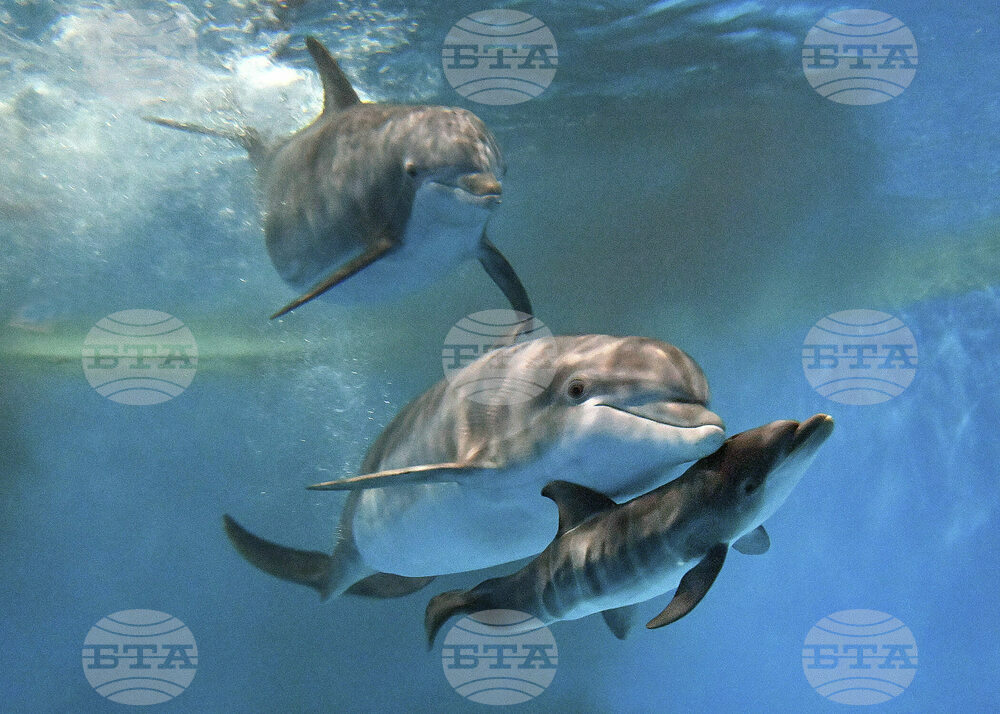 Dolphin Calf Birth