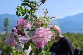 Казанлък - Празник на розата - розобер