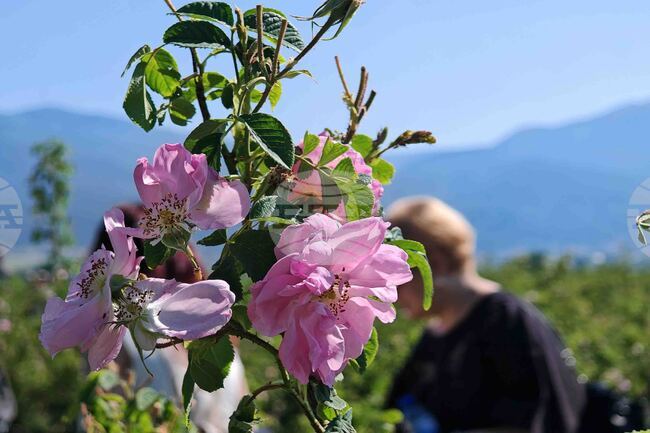 Greek Public Television ERT3 Broadcasts Documentary about Rose Festival in Kazanlak