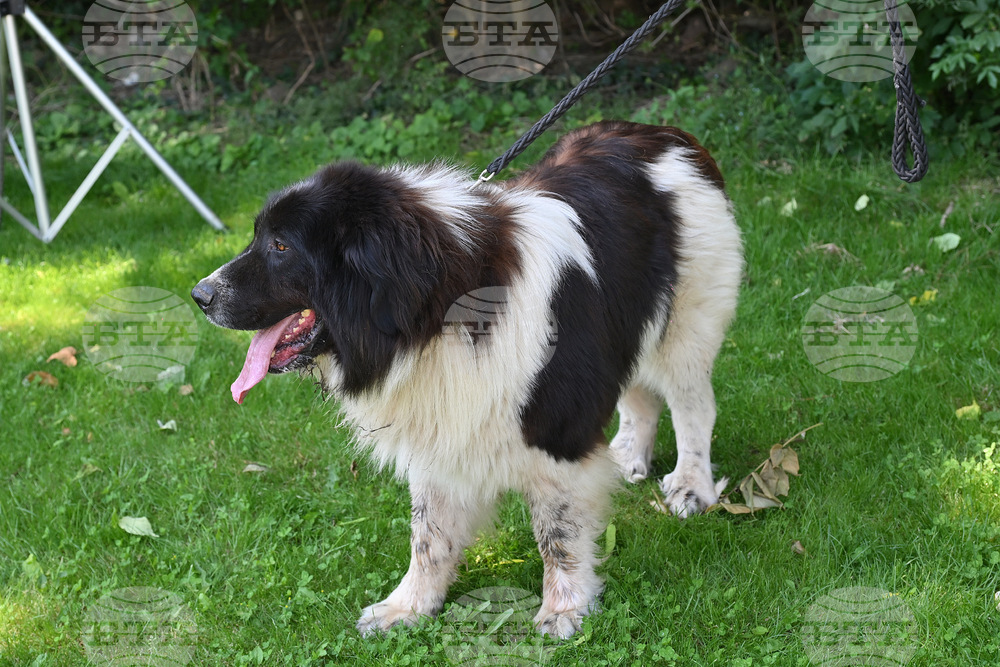 Животните винаги трябва да имат достъп до питейна вода, съветват от „Четири лапи“