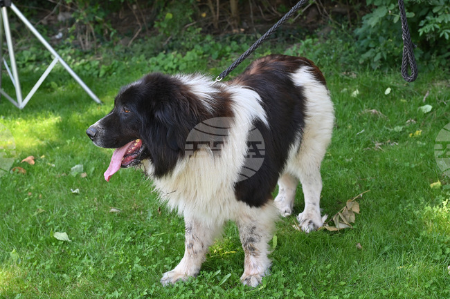 Животните винаги трябва да имат достъп до питейна вода, съветват от „Четири лапи“