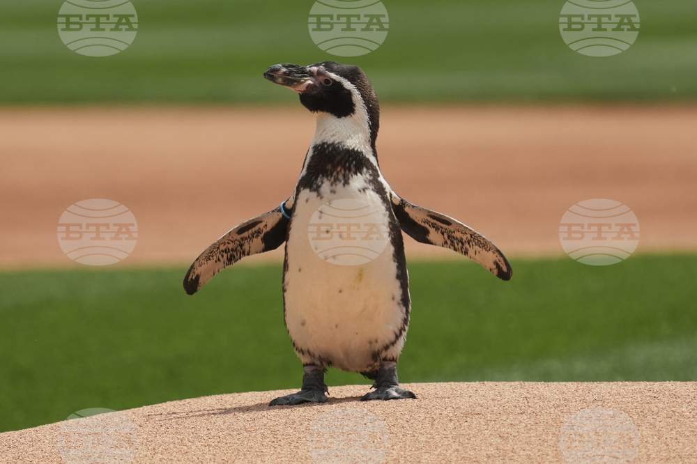 Royals White Sox Baseball
