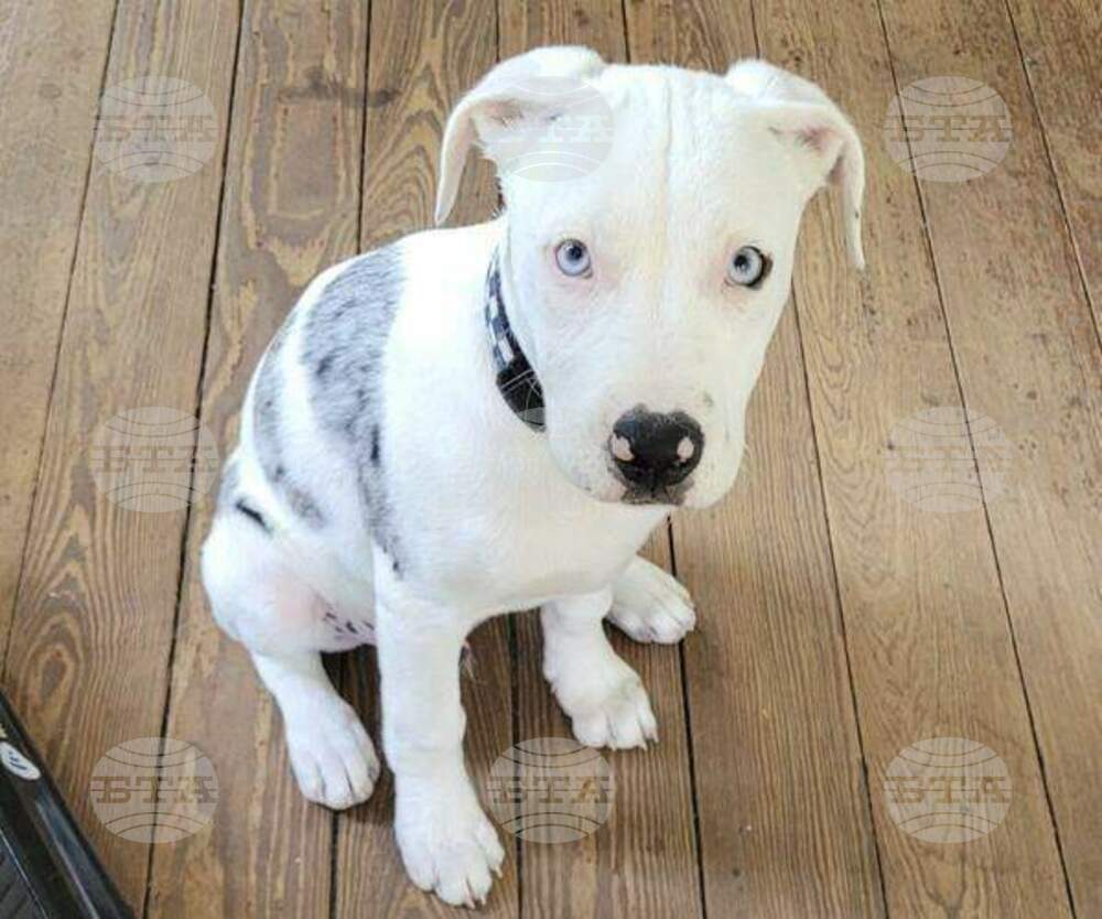 New Orleans Police Puppy Shot
