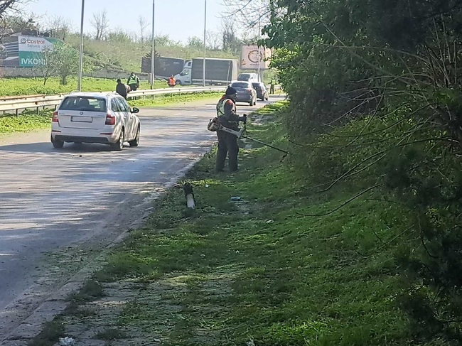 Община Шумен информира водачите на МПС, че днес се коси разделителната линия при Пети километър