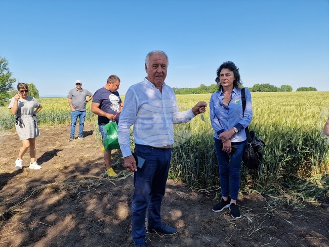 Добра реколта от ечемик и пшеница очакват земеделски производители в Разградско