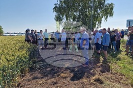 Разград - Ден на пшеницата