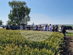 Разград - Ден на пшеницата