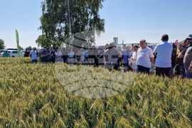 Разград - Ден на пшеницата