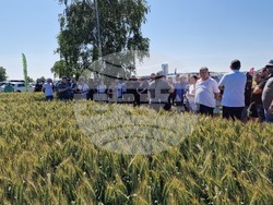 Разград - Ден на пшеницата